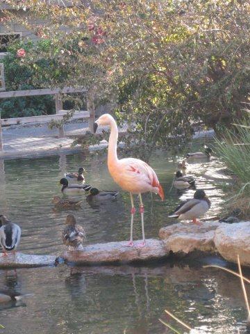 Flamingo
